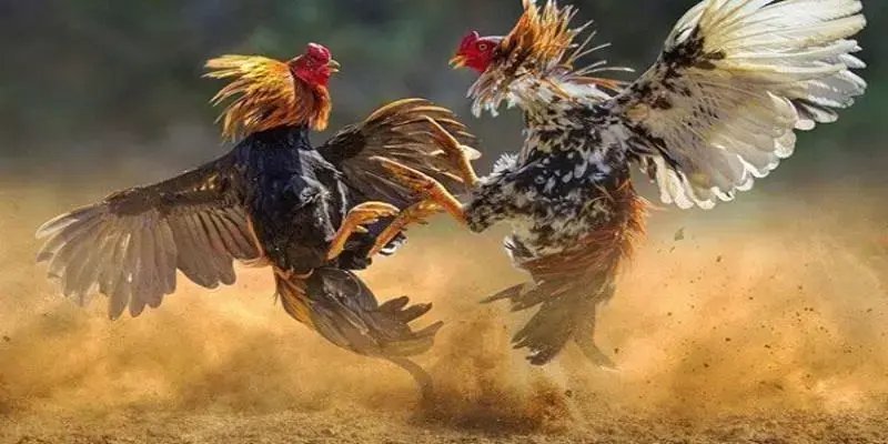 Đá Gà 68BET – Mãn Nhãn Với Những Trận Hùng Kê Đỉnh Cao Đa dạng các hình thức đá gà 68BET