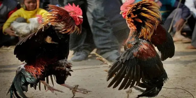 Đá Gà 68BET – Mãn Nhãn Với Những Trận Hùng Kê Đỉnh Cao Sơ lược nhanh về đá gà 68BET